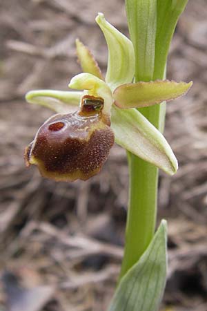 Ophrys hebes \ Hebes-Ragwurz, GR  Peloponnes, Kosmas 31.3.2013 