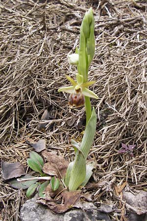 Ophrys hebes \ Hebes-Ragwurz / Hebes Bee Orchid, GR  Peloponnes, Kosmas 31.3.2013 