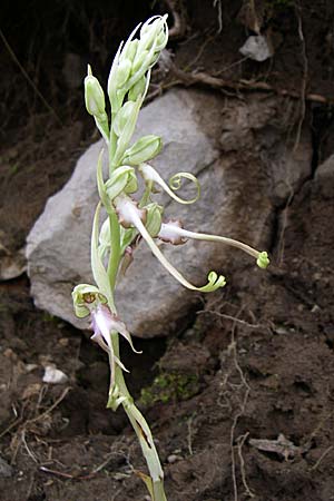 Himantoglossum caprinum \ Östliche Riemenzunge, GR  Zagoria, Negades 4.6.2008 