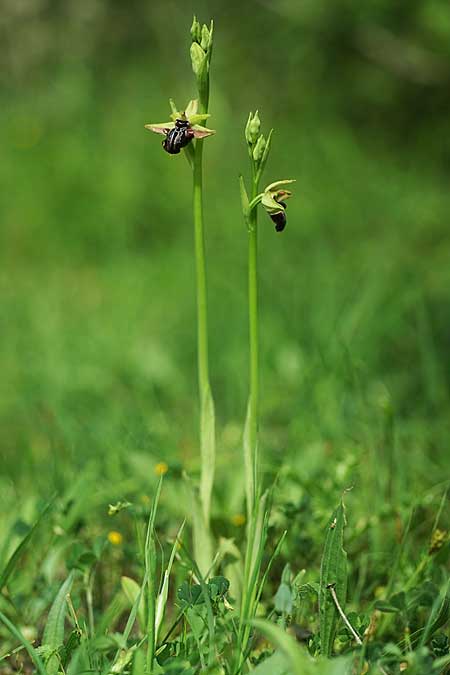 Ophrys hystera \ Spätblühende Busen-Ragwurz, GR  Igoumenitsa 30.4.2022 (Photo: Helmut Presser)