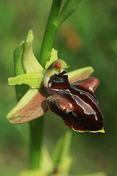 Ophrys hystera \ Spätblühende Busen-Ragwurz / Late Bosom Orchid, GR  Igoumenitsa 30.4.2022 (Photo: Helmut Presser)