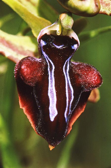 Ophrys hystera \ Spätblühende Busen-Ragwurz, GR  Georgiani 25.5.2008 (Photo: Jan & Liesbeth Essink)