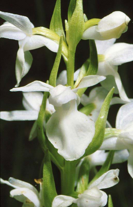 Dactylorhiza kalopissii \ Kalopissis' Fingerwurz, Kalopissis' Knabenkraut / Kalopissis' Orchid (Farbvariante / Color-Variant), GR  Milia 19.6.1986 (Photo: Jan & Liesbeth Essink)