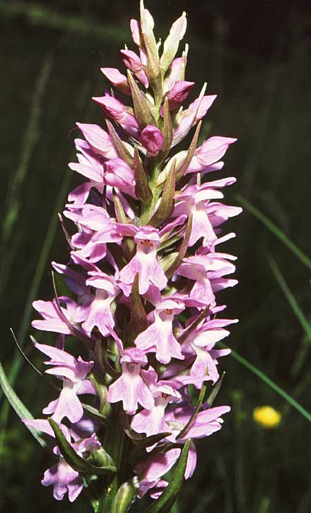 Dactylorhiza kalopissii \ Kalopissis' Fingerwurz, Kalopissis' Knabenkraut / Kalopissis' Orchid, GR  Kato Vermion 16.6.1988 (Photo: Jan & Liesbeth Essink)