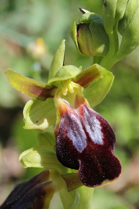 Ophrys kedra \ Zeder-Ragwurz, GR  Kythira, Arei 15.4.2014 (Photo: Jan & Liesbeth Essink)