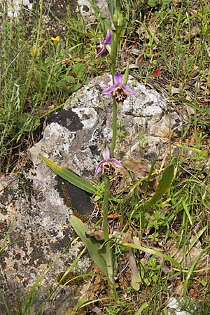 Ophrys lacaena / Laconian Bee Orchid, GR  Peloponnes, Gythio 30.3.2013 