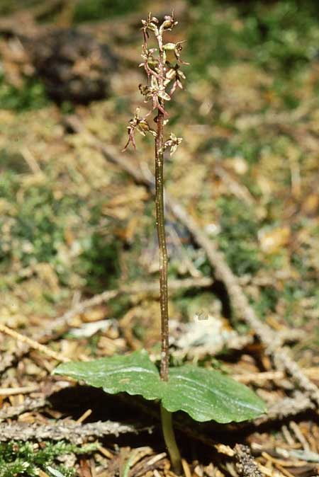 Listera cordata \ Kleines Zweiblatt / Lesser Twayblade, GR  Rhodopi, Kria Vrisi 17.6.1992 (Photo: Jan & Liesbeth Essink)