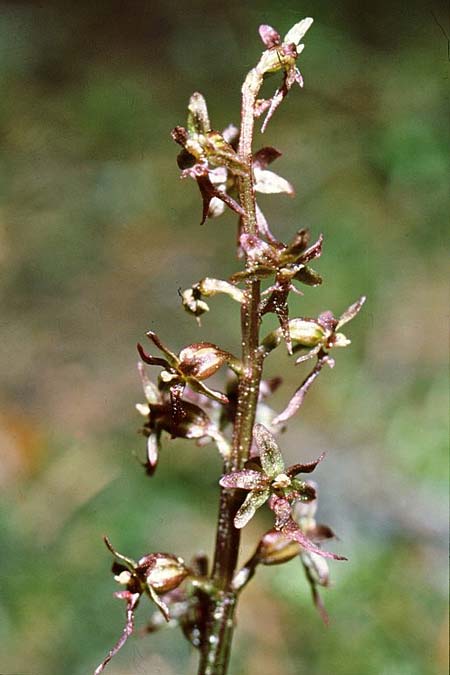 Listera cordata \ Kleines Zweiblatt / Lesser Twayblade, GR  Rhodopi, Kria Vrisi 17.6.1992 (Photo: Jan & Liesbeth Essink)