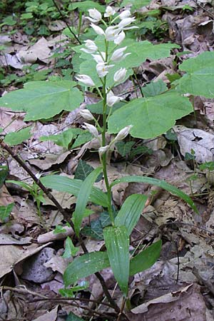 Cephalanthera longifolia \ Schwertblättriges Waldvögelein / Sword-Leaved Helleborine, GR  Aoos - Schlucht / Gorge 16.5.2008 