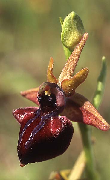 Ophrys mammosa / Mammosa Orchid, GR  Korfu 15.4.2003 (Photo: Helmut Presser)