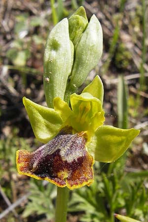 Ophrys melena \ Dunkellippige Ragwurz, GR  Peloponnes, Gramousa 1.4.2013 