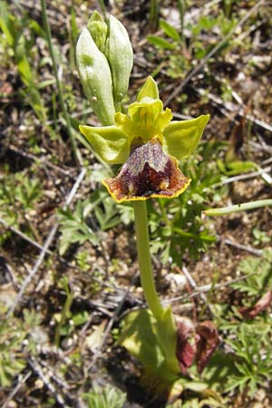 Ophrys melena \ Dunkellippige Ragwurz, GR  Peloponnes, Gramousa 1.4.2013 