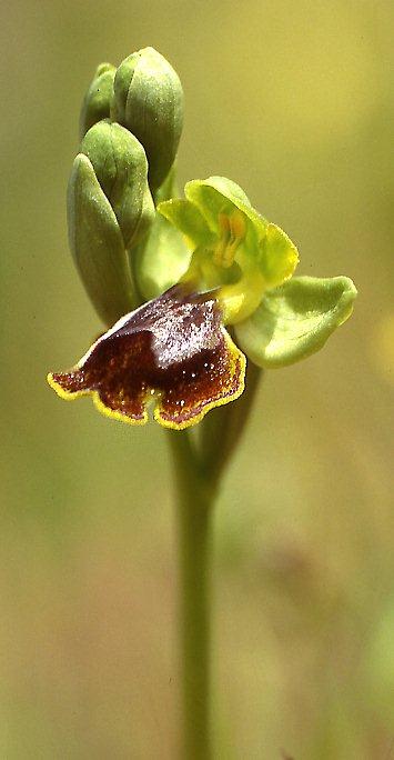 Ophrys melena \ Dunkellippige Ragwurz, GR  Attika 29.4.1995 (Photo: Helmut Presser)