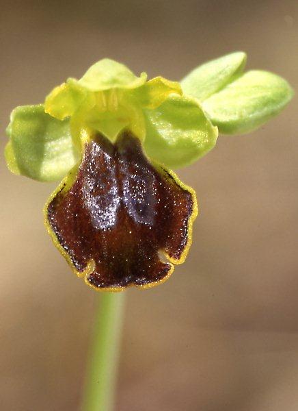 Ophrys melena \ Dunkellippige Ragwurz / Darklip Orchid, GR  Larissa 30.4.1995 (Photo: Helmut Presser)