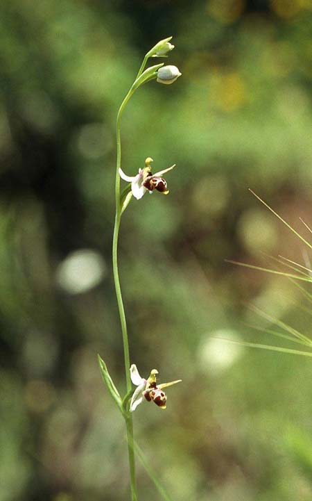 Ophrys minuscula \ Kleinstblütige Ragwurz, GR  Igoumenitsa 1.6.2004 (Photo: Helmut Presser)
