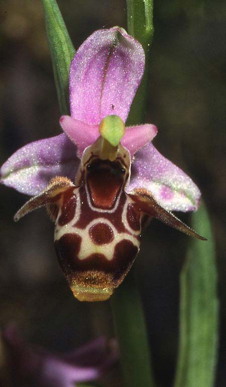 Ophrys minuscula \ Kleinstblütige Ragwurz, GR  Preveza 1.6.2004 (Photo: Helmut Presser)