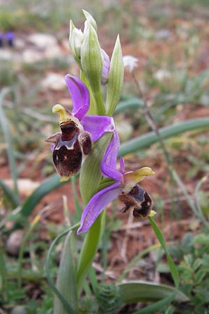 Ophrys mycenensis \ Mykene-Ragwurz / Mycenae Orchid, GR  Peloponnes, Kosmas 31.3.2013 