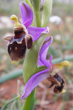 Ophrys mycenensis \ Mykene-Ragwurz, GR  Peloponnes, Kosmas 31.3.2013 