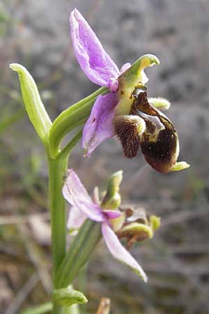 Ophrys mycenensis \ Mykene-Ragwurz / Mycenae Orchid, GR  Hymettos 2.4.2013 