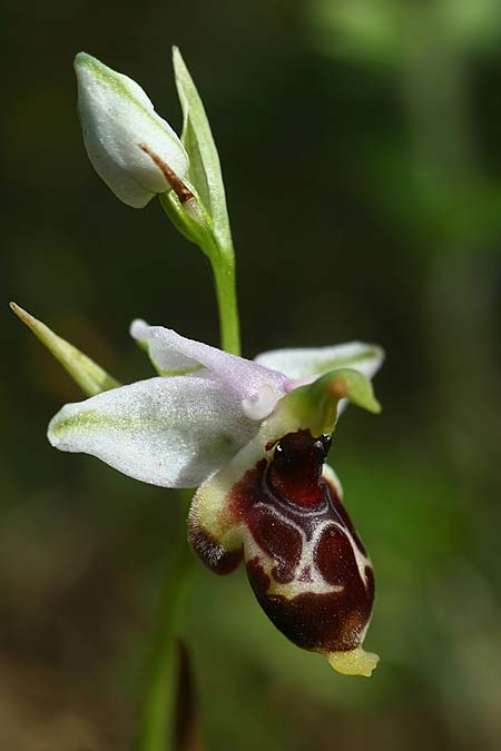 Ophrys nestoris \ Nestors Ragwurz / Nestor's Bee Orchid (Locus classicus), GR  Peloponnes, Gargaliani 20.4.2017 (Photo: Helmut Presser)