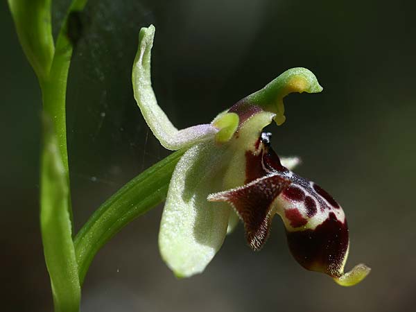 Ophrys nestoris \ Nestors Ragwurz / Nestor's Bee Orchid, GR  Peloponnes, Megalopoli 20.4.2017 (Photo: Helmut Presser)