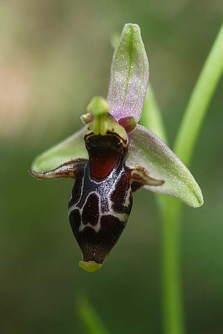 Ophrys nestoris \ Nestors Ragwurz / Nestor's Bee Orchid, GR  Peloponnes, Megalopoli 20.4.2017 (Photo: Helmut Presser)