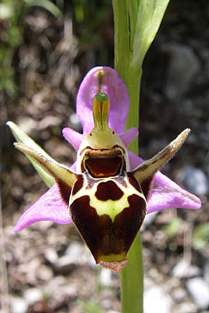 Ophrys cerastes \ Langhornige Ragwurz / Horsefly Bee Orchid, GR  Aoos - Schlucht / Gorge 16.5.2008 