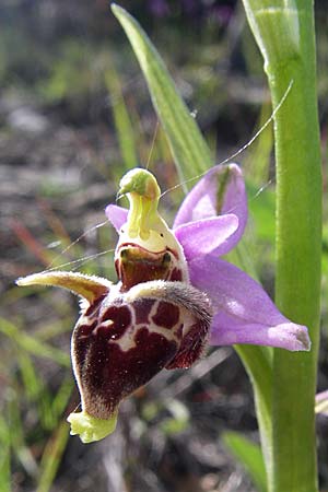 Ophrys cerastes \ Langhornige Ragwurz / Horsefly Bee Orchid, GR  Zagoria, Negades 18.5.2008 