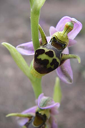 Ophrys schlechteriana \ Schlechters Ragwurz / Schlechter's Orchid, GR  Hymettos 21.5.2008 