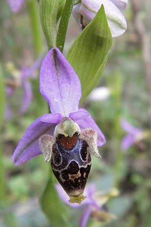 Ophrys schlechteriana \ Schlechters Ragwurz / Schlechter's Orchid, GR  Hymettos 3.4.2013 