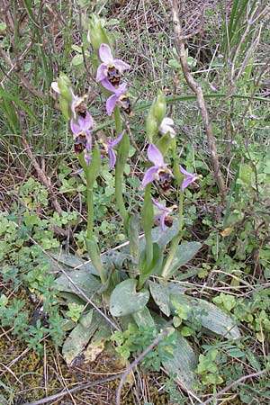 Ophrys schlechteriana \ Schlechters Ragwurz / Schlechter's Orchid, GR  Hymettos 3.4.2013 