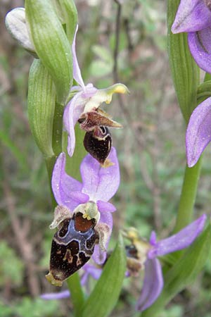 Ophrys schlechteriana \ Schlechters Ragwurz, GR  Hymettos 3.4.2013 