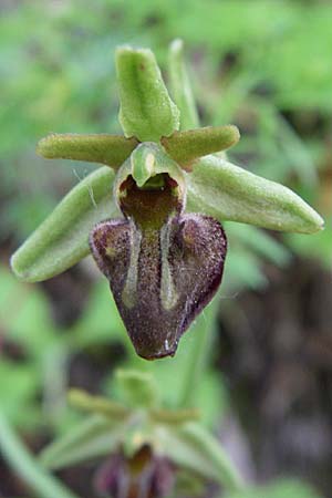 Ophrys grammica / Grammos Orchid, GR  Aoos - Gorge 16.5.2008 