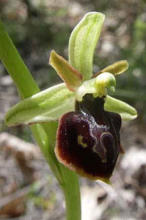 Ophrys negadensis \ Negades-Ragwurz / Negades Orchid, GR  Zagoria, Negades 18.5.2008 