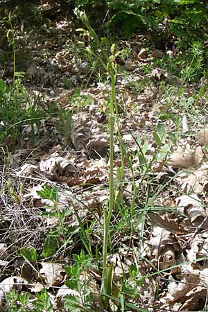 Ophrys negadensis / Negades Orchid, GR  Zagoria, Negades 18.5.2008 