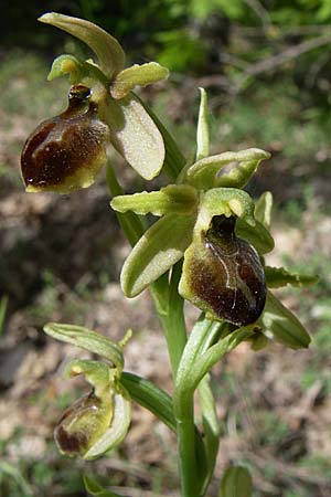 Ophrys hebes \ Hebes-Ragwurz / Hebes Bee Orchid, GR  Zagoria, Negades 18.5.2008 