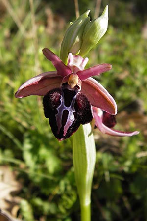 Ophrys spruneri / Spruner's Orchid, GR  Peloponnes, Manthirea 1.4.2013 