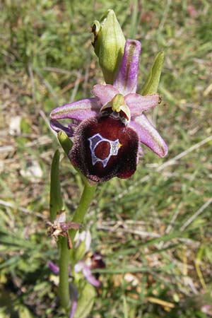 Ophrys argolica \ Argolis-Ragwurz, GR  Peloponnes, Gramousa 1.4.2013 