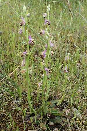 Ophrys schlechteriana \ Schlechters Ragwurz, GR  Athen, Mount Egaleo 10.4.2019 