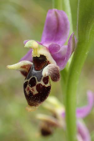 Ophrys schlechteriana \ Schlechters Ragwurz, GR  Athen, Mount Egaleo 10.4.2019 