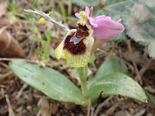 Ophrys leochroma \ Östliche Wespen-Ragwurz / Lion-Maned Orchid, GR  Hymettos 20.3.2019 