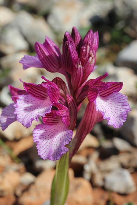 Anacamptis papilionacea subsp. aegaea \ Östliches Schmetterlings-Knabenkraut / Pink Butterfly Orchid, GR  Kythira, Avlemonas 17.3.2014 (Photo: Jan & Liesbeth Essink)