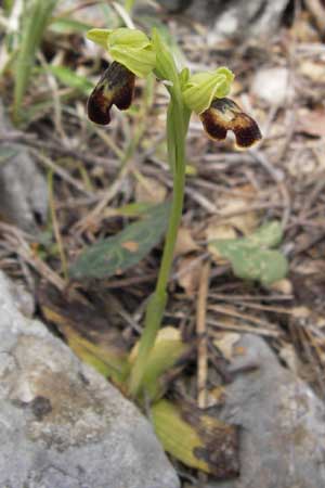 Ophrys perpusilla \ Winzig-kleine Braune Ragwurz, GR  Peloponnes, Kremasti 31.3.2013 