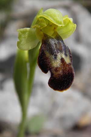Ophrys perpusilla \ Winzig-kleine Braune Ragwurz / Minuscule Dull Orchid, GR  Peloponnes, Kremasti 31.3.2013 
