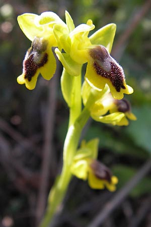 Ophrys phryganae / Phrygana Bee Orchid, GR  Peloponnes, Gramousa 1.4.2013 