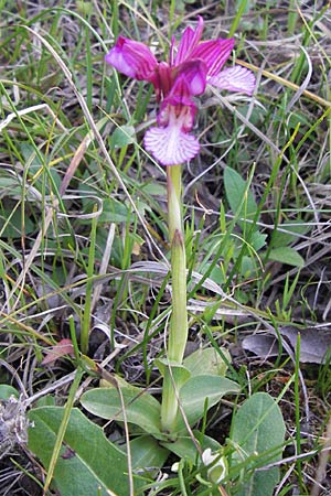 Anacamptis papilionacea subsp. messenica \ Östliches Schmetterlings-Knabenkraut / Eastern Butterfly Orchid, GR  Peloponnes, Militsa 29.3.2013 