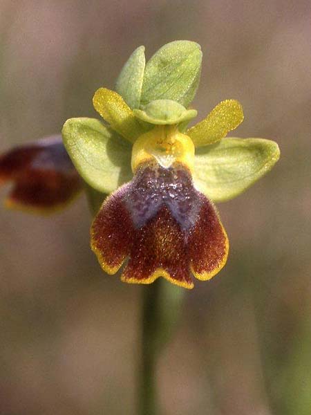Ophrys praemelena \ Frühe Dunkellippige Ragwurz / Early Darklip Orchid, GR  Igoumenitsa 4.4.2009 (Photo: Helmut Presser)