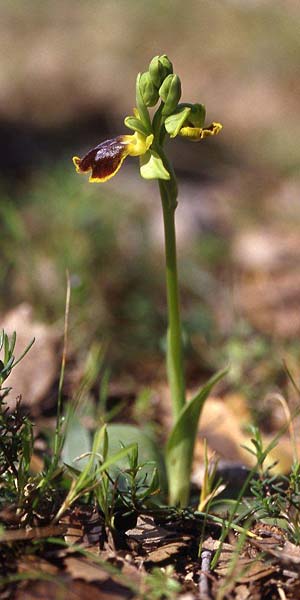 Ophrys praemelena \ Frühe Dunkellippige Ragwurz / Early Darklip Orchid, GR  Igoumenitsa 4.4.2009 (Photo: Helmut Presser)