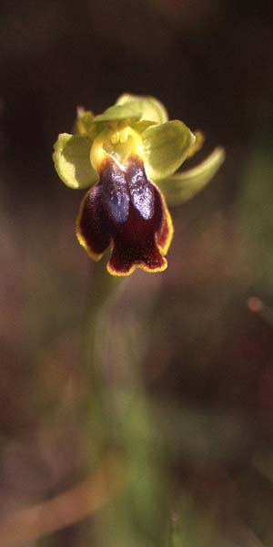 Ophrys praemelena \ Frühe Dunkellippige Ragwurz / Early Darklip Orchid, GR  Igoumenitsa 4.4.2009 (Photo: Helmut Presser)