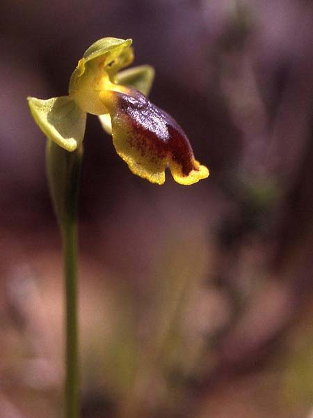 Ophrys praemelena \ Frühe Dunkellippige Ragwurz / Early Darklip Orchid, GR  Igoumenitsa 4.4.2009 (Photo: Helmut Presser)